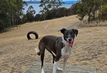 Suncoast Dog Park景点图片