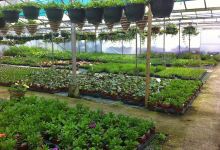 Brookside Nursery购物图片