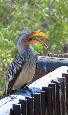Bakubung Gate Pilanesberg National Park-Bojanala