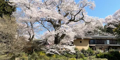新田の桜