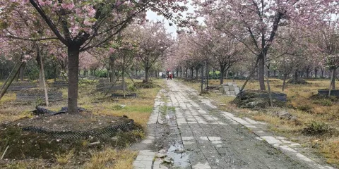 街子鎮櫻花公園