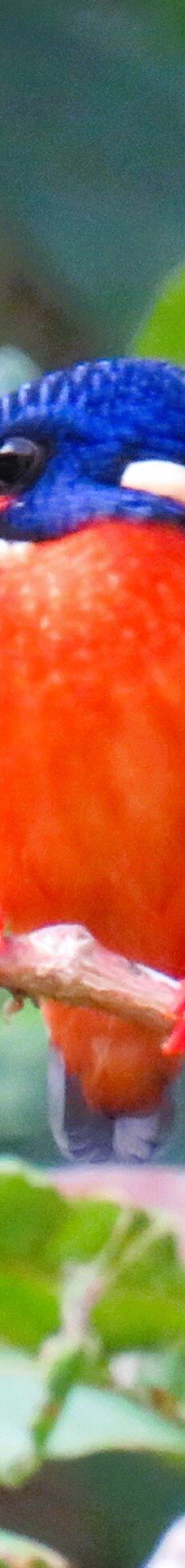 京那巴当岸河-基纳巴唐岸