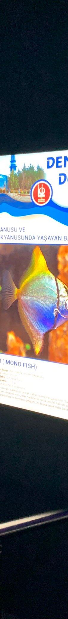 Deniz Dunyasi-安卡拉