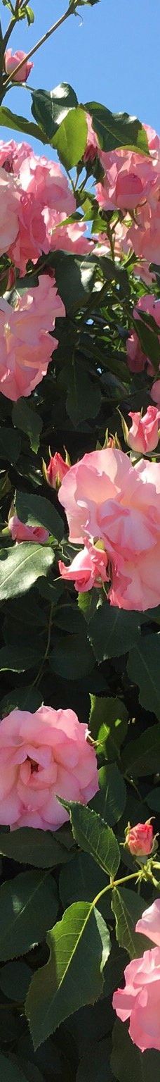 Yoshiumi Rose Park-今治市