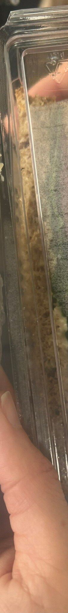 凯恩岛-鲁珀特王子港