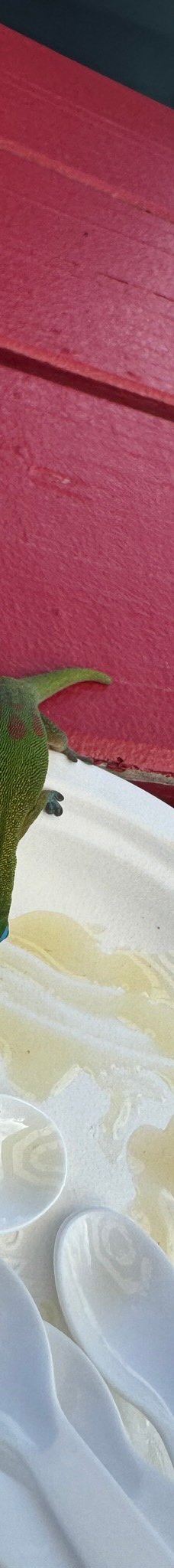 Big Island Bees-Honaunau-Napoopoo