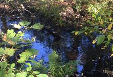 Farmington Canal State Park景点图片