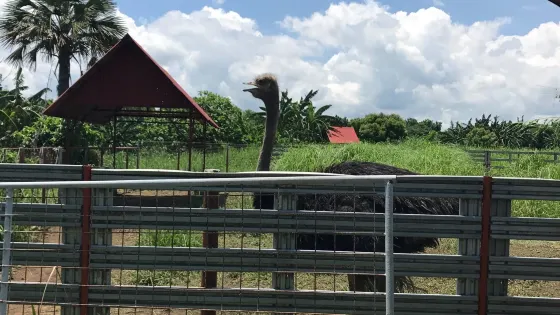 Graco Farms & Leisure