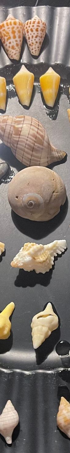 Hemingway Water Shuttle-柯里尔县