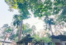 Wat Thai Somboon Prachasan景点图片