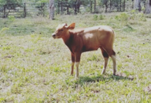 Pusat Konservasi Hidupan Liar Jenderak Selatan, Kuala Krau景点图片