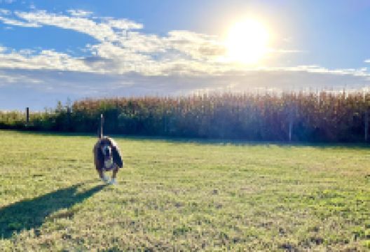 Stuart Sports Complex Dog Park景点图片