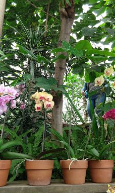 Orquidario de Morelia-莫雷利亚