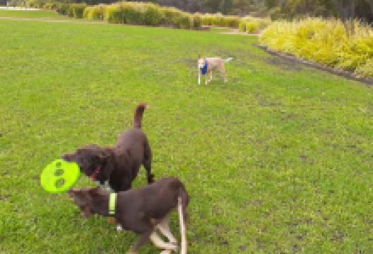 Wicket Park景点图片