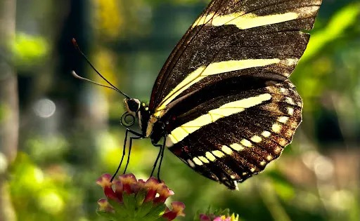 Tom Allen Memorial Butterfly House