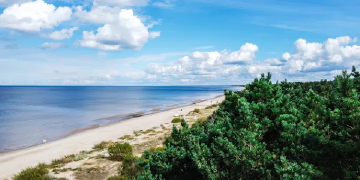 Pine trees of Rainis