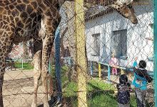 Safari景点图片