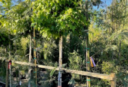 CharellaGardens购物图片