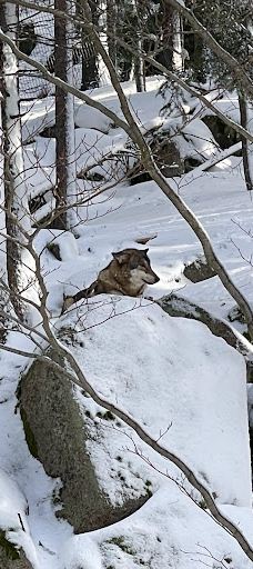 Vlčí výběh Srní (podívání zvenku)-斯尼