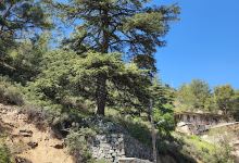 Old Cedar Tree Pedoulas景点图片