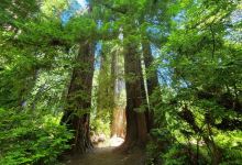 红木国家公园景点图片