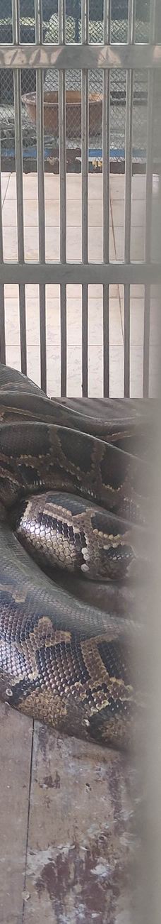 Dong Tam Snake Farm-周城县