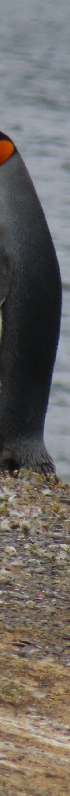 Isla Martillo-乌斯怀亚