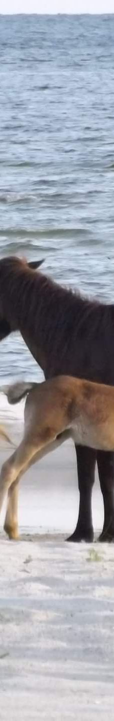 Cedar Island National Wildlife Refuge-拉合尔