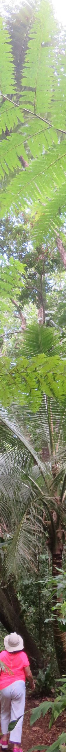 Grotte de Hortense-松树岛