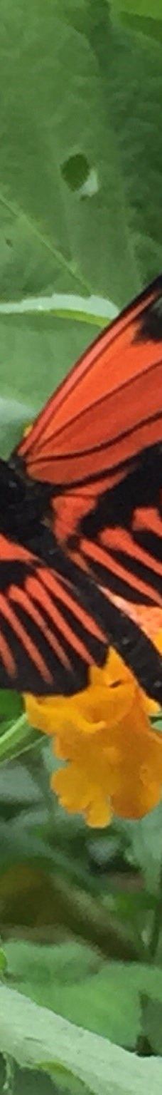 Casa delle Farfalle-米兰马瑞提那