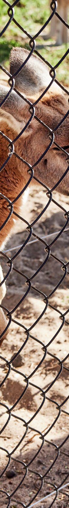 Bunbury Wildlife Park-South Bunbury