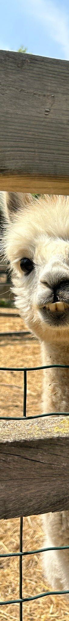 Discovery Farm Saint-André-滨海阿热莱斯