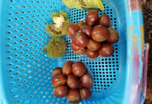 Kobayashi Farm景点图片