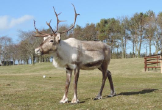 Ythanbank Reindeer景点图片