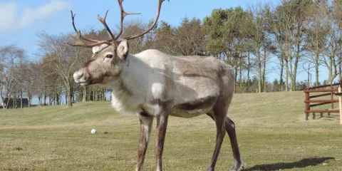 Ythanbank Reindeer