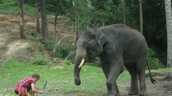Karen’s Tribe Native Elephants