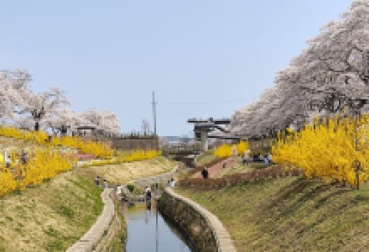 Shibata Senokyo Bridge景点图片