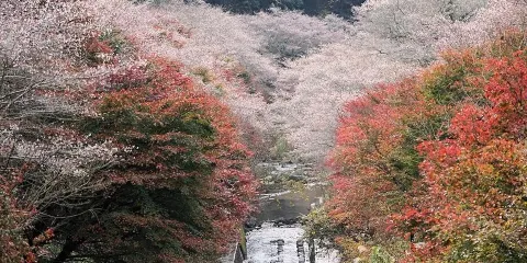 川見四季櫻之鄉
