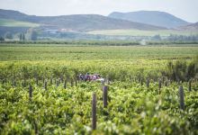 Arendsig Single Vineyard Wines景点图片
