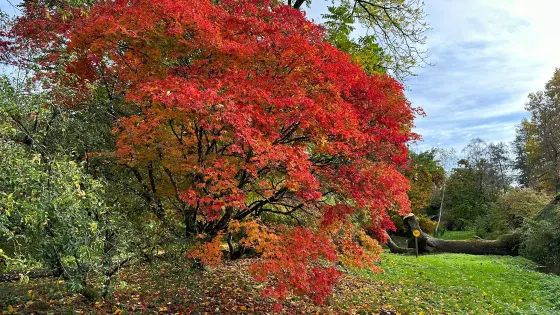 Arboretum Robert Lenoir