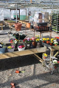 Rainbow Plant Centre-米德尔斯堡