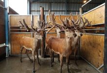 Geraldine Farm Tours景点图片