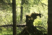 Trollskogen景点图片