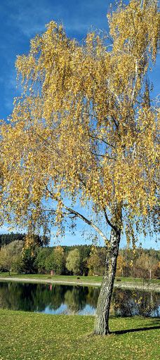 Eichenauer See-艾歇瑙