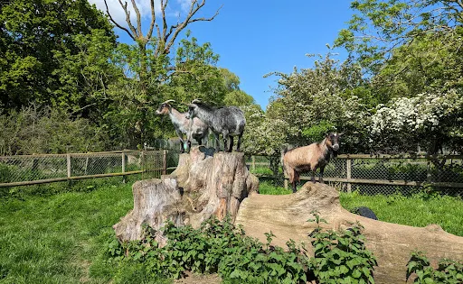 Water Fowl Sanctuary and Children's Farm
