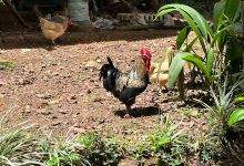 Finca Maria y Chon景点图片