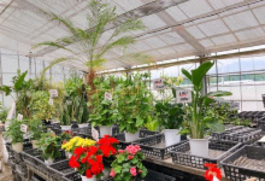 花水木グリーン工房购物图片