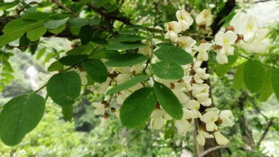 獅子茅蓬