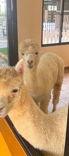 迪沙鲁迷你动物园-Pengerang