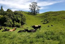 Waitomo Lookout Point景点图片